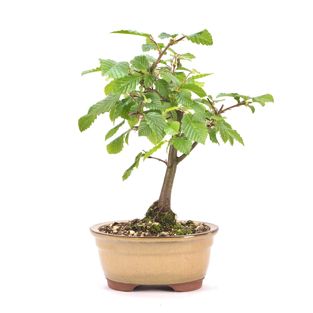 Hainbuche 'Carpinus betulus`